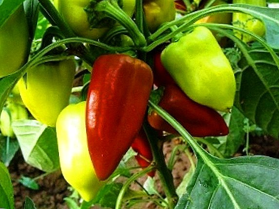 Slatka paprika: raste u stakleniku