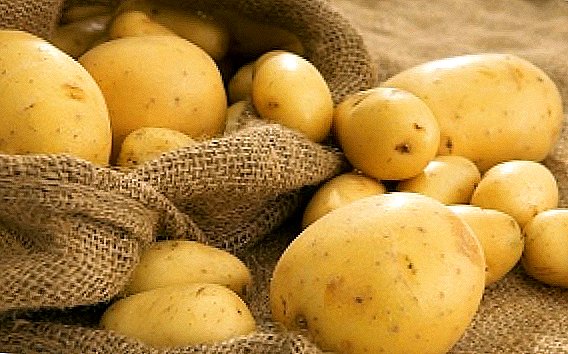 Slavia "roti": varietas paling apik saka kentang