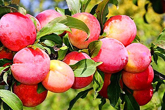 Peach plum: përshkrimi dhe këshilla për rritje
