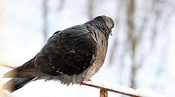 Abun ciki na pigeons a cikin hunturu: kula da ciyarwa