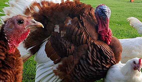 مرغوں اور ترکیوں کو ایک ساتھ مل کر: پیشہ اور خیال