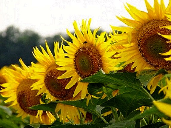 "Sunflower": variétas sunflower