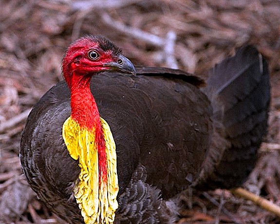 Пиреј пилешко: Опис и карактеристични видови