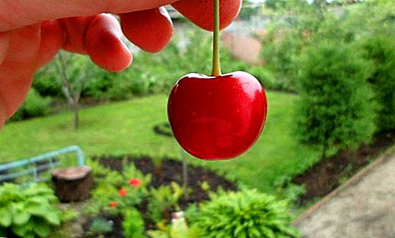 Разновидноста на слатка цреша "Василиса": карактеристики, тајни за успешна култивација