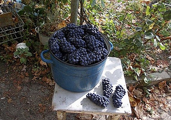 Varietet i rrushit të zi për verën e kuqe "Kadarka"