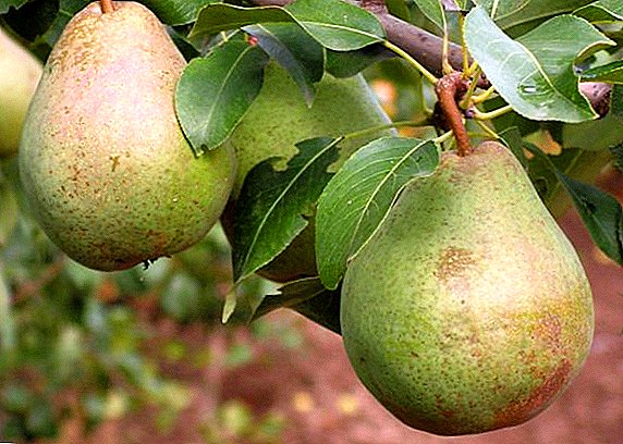 Ang nagkalainlaing mga pears "Belarusian Late": mga kinaiya, agrotechnics cultivation