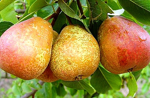 Iba't-ibang Dukhmyanaya pears: mga katangian, kalamangan at kahinaan