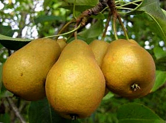 Pear Diversitéit "Thumbelina", déi Geheimnisse vun erfollegrichen Kultivatioun