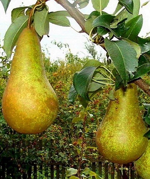 Orisirisi ti pears "Apero": awọn abuda kan, ogbin agrotechnology