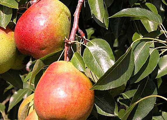 Daban nau'in pears 'Clapp' Ya fi so ': halaye, namun noma