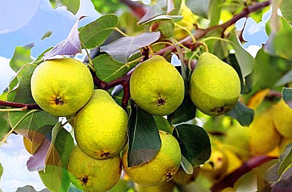 Pears dịgasị iche "Uralochka": àgwà, uru na ọghọm