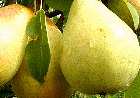 Macem pears "Bener": ciri, kaluwihan lan cacat