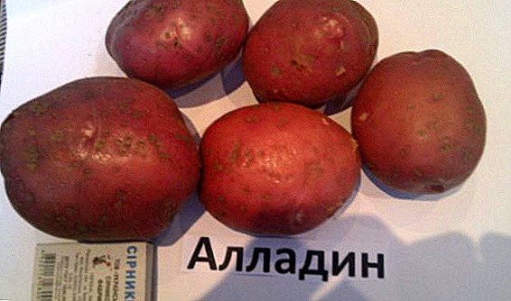 Картошканын, "Аладдин"