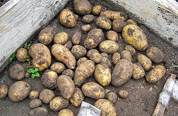 Картоптың культиваторы «Фермер»: сипаттамалары, сәтті өсіру құпиясы