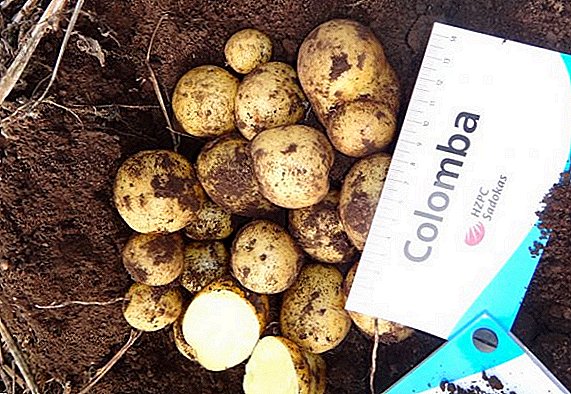 Varietet patate "Colombo" ("Colomba"): karakteristikat, sekretet e kultivimit të suksesshëm