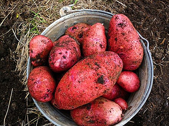 रॉड्रिगो बटाटा विविधता: वैशिष्ट्ये, शेतीसाठी शेती तंत्रज्ञान
