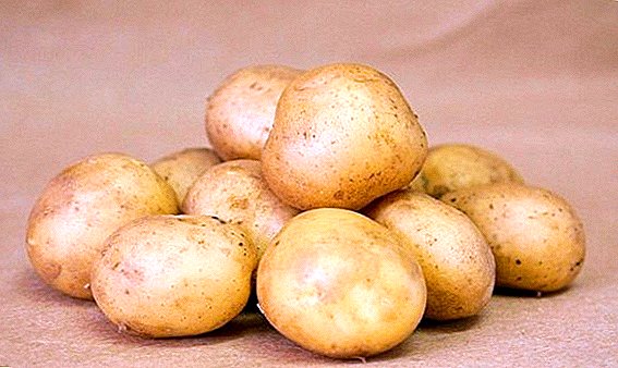 Sreća sorta krompira: rana, stabilna, plodna