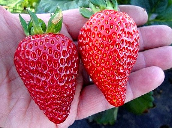 ភាពខុសគ្នានៃ strawberries "Albion"
