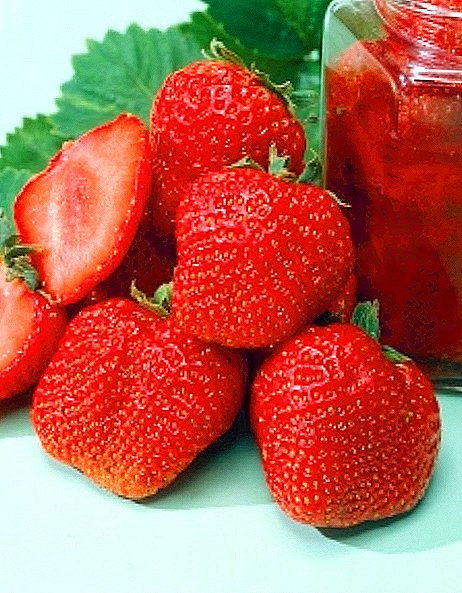 Strawberry ituaiga "Gigantella"