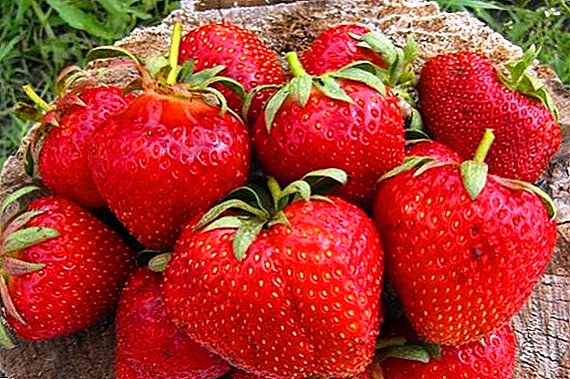 Strawberry nga matang "Cardinal": paghulagway, pagtikad, posible nga mga sakit