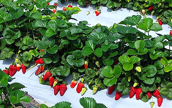 Cureyên strawberry "Roxana": navîgasyon, çandin û kestrolê