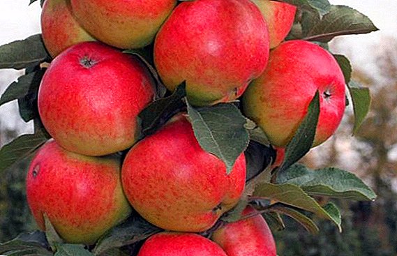 બગીચામાં વૃક્ષ માટે રોપણી અને સંભાળ રાખનાર સ્તંભી સફરજનની "ચલણ" વિવિધતા