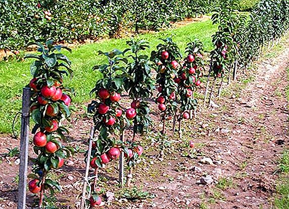 Variedade de mazá columnar "Vasyugan": características agrotécnicas de cultivo