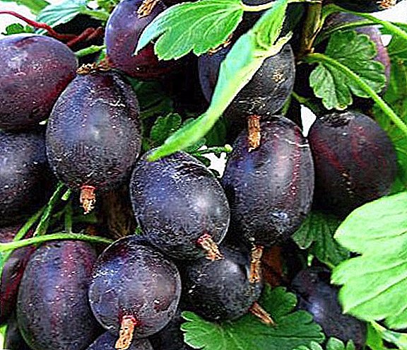 Gooseberry variety "Grushenka": mga katangian, agrotechnics paglilinang