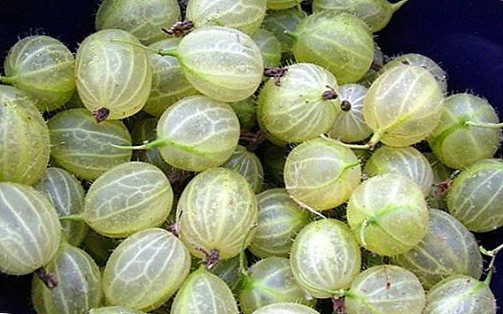 Извор на цариградско грозје "Invicta": карактеристики, одгледување агротехника