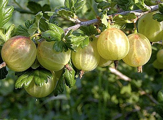 Fiompiana gooseberry "Lohataona": ny toetra, ny fambolena agrotechnology