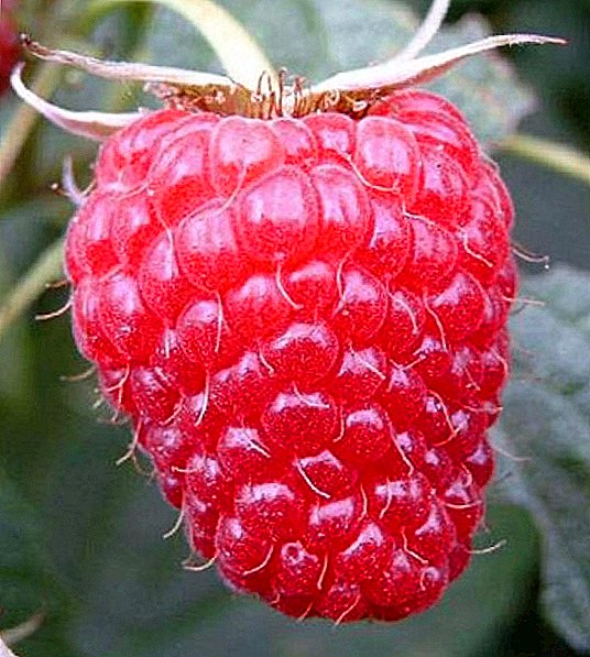 ពូជ Raspberry Brusuvian: លក្ខណៈនិងការដាំដុះ agrotechnology