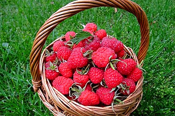 Raspberry aina ya Ispolin: sifa, kilimo cha agrotechnics