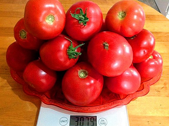Космонаут Волков сорта на домати: карактеристики и одгледување агротехника