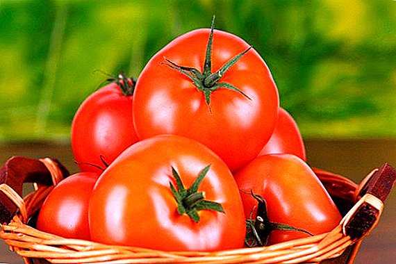 Variedade de pés de tomate: características, segredos dun cultivo exitoso