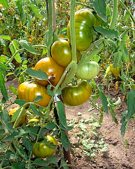Cûreyên Tomato "Malpera Malperê": taybetmendiyên berbiçav û berbiçav