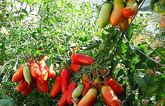 Variedade de tomate con foguetes: características, vantaxes e desvantaxes