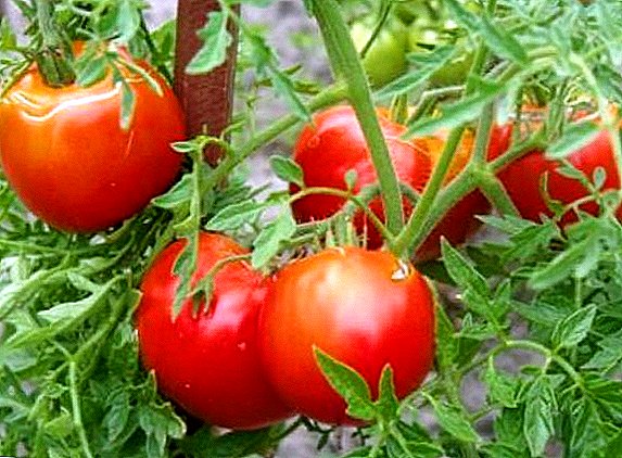 Havuç yarpaqları ilə "Pomidor" müxtəlif pomidor