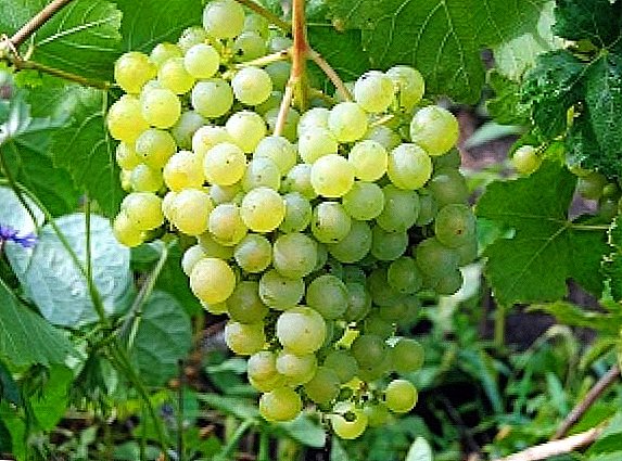 ຊັ້ນຂອງ grapes "Aleshenkin"
