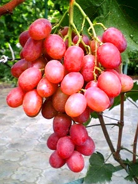 Vrsta grožđa "Anyuta"