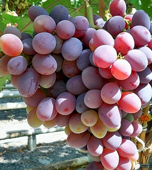 ຊັ້ນຂອງ grapes "Ataman"