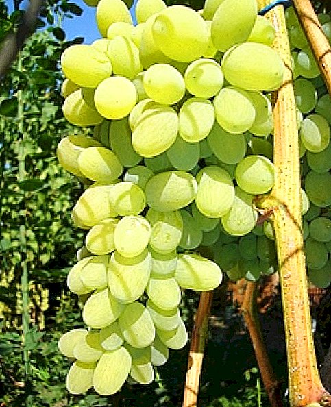Grao de uvas "Agustín"