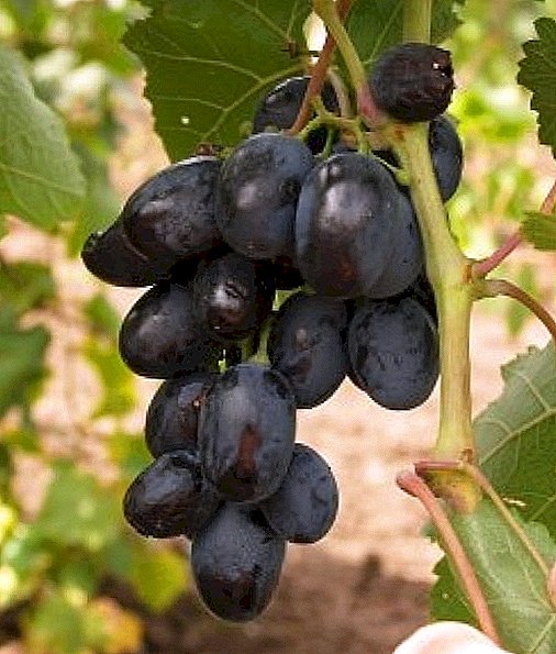 Grape Varietéit "Furor"