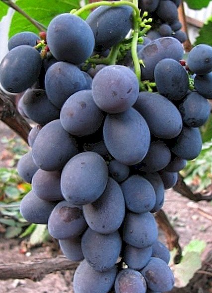 Grape ntau yam "Gala"