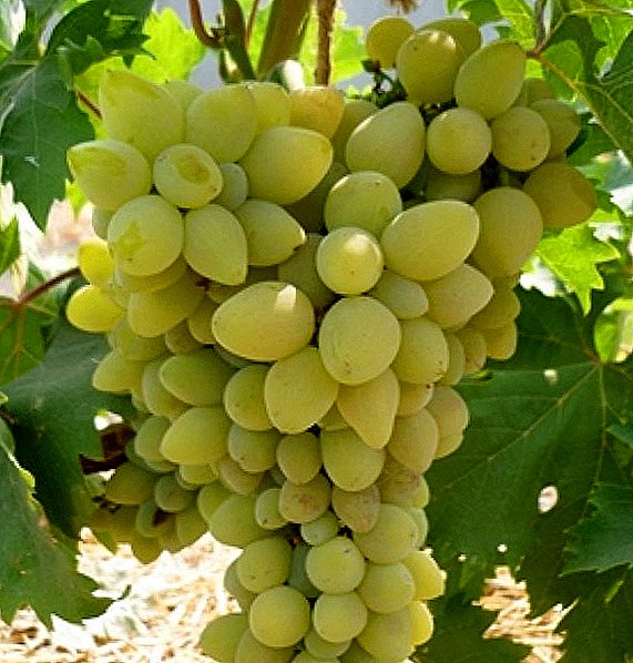 Shumëllojshmëri rrushi "Halachi"