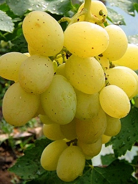 Grade of grapes "Kesha"