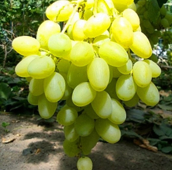 ຊັ້ນຂອງ grapes "Lily ຂອງຮ່ອມພູ"