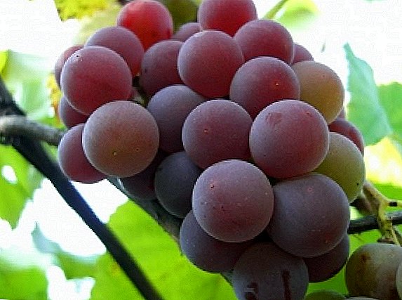 ຊັ້ນຂອງ grapes "Lydia"