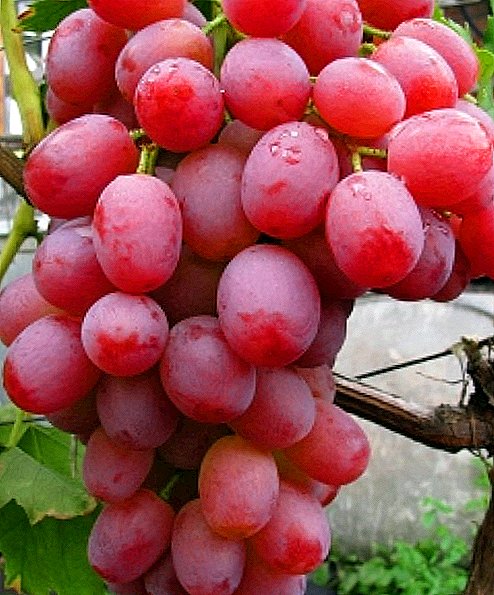द्राक्ष विविधता "लीबिया"