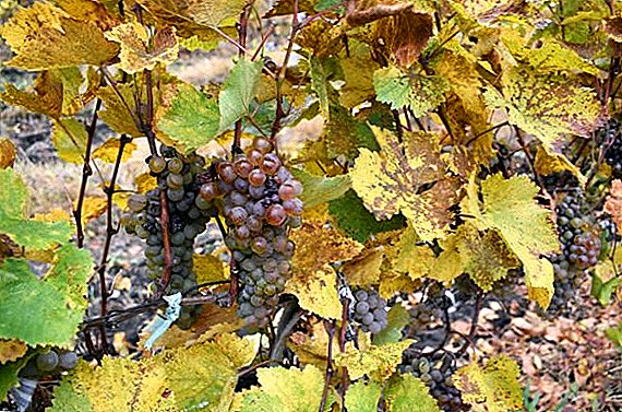 Moldovan uva varia lectio "Viorica"