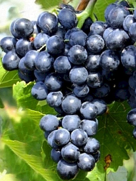 Pûçeya Grape "Moldova"